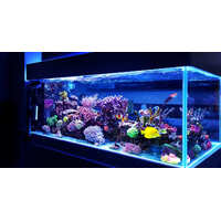 Must-Have Aquarium Supplies for Healthy Fish Tanks image