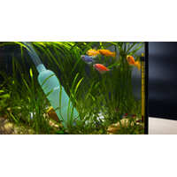 Aquarium Filter Guide: Types, Tips, and Easy Improvement Tricks image