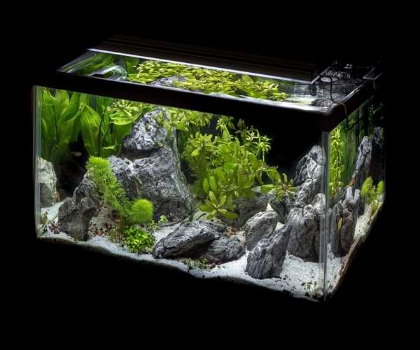 The Ultimate Aquascaping Guide: Create the Best Aquarium Scape for Your Fish image