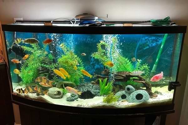 Stuck on Aquarium Decorations? Learn Everything You Need to Know From Substrates to Ornaments image